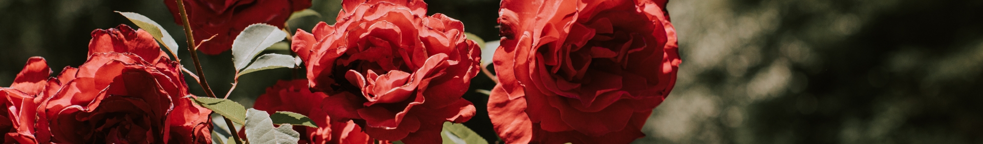 Flores